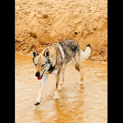 Wolf de loyre de Aralla