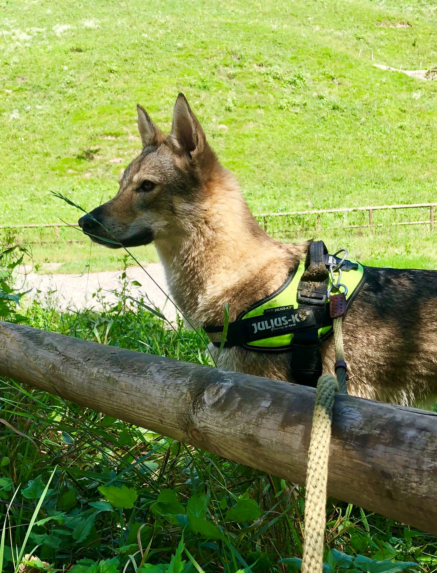 NYMERIA