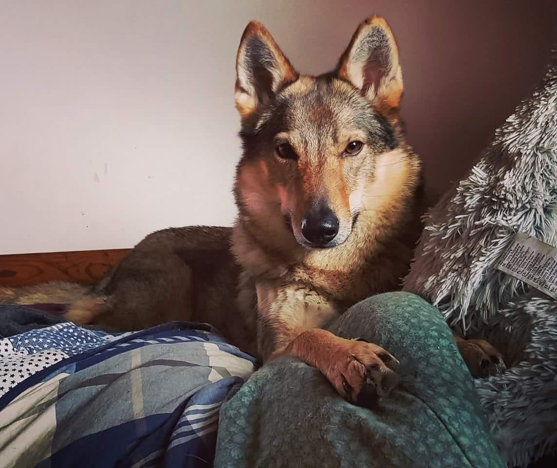 FANTASTIKA WILD INSTICT KENNEL