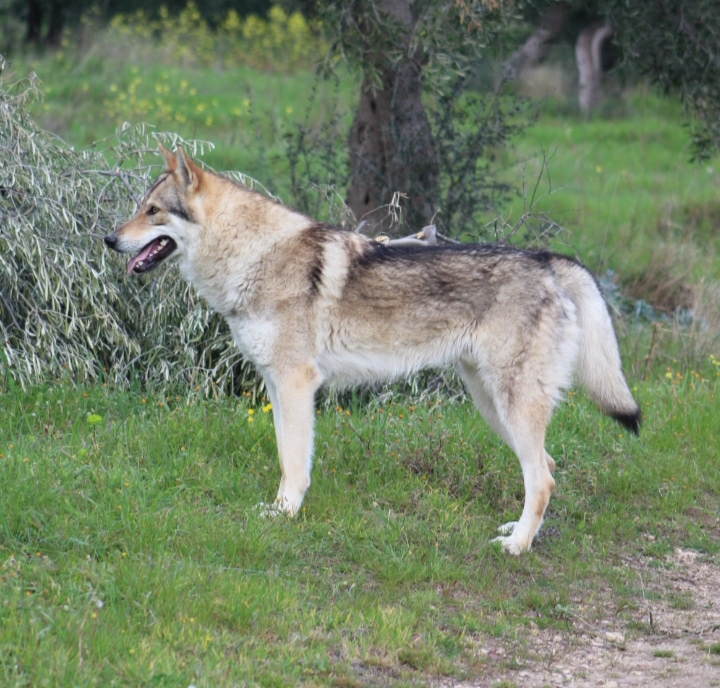 PERSIVAL PASSO DEL LUPO