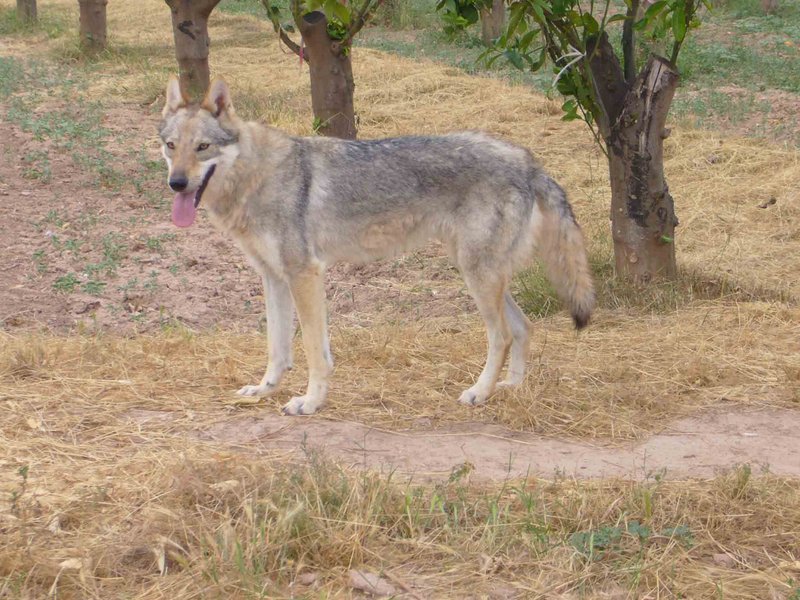 Emba von der Wolfsranch