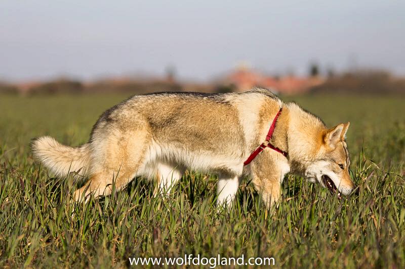 Cassiopea Infinity Love Wolfdog Land