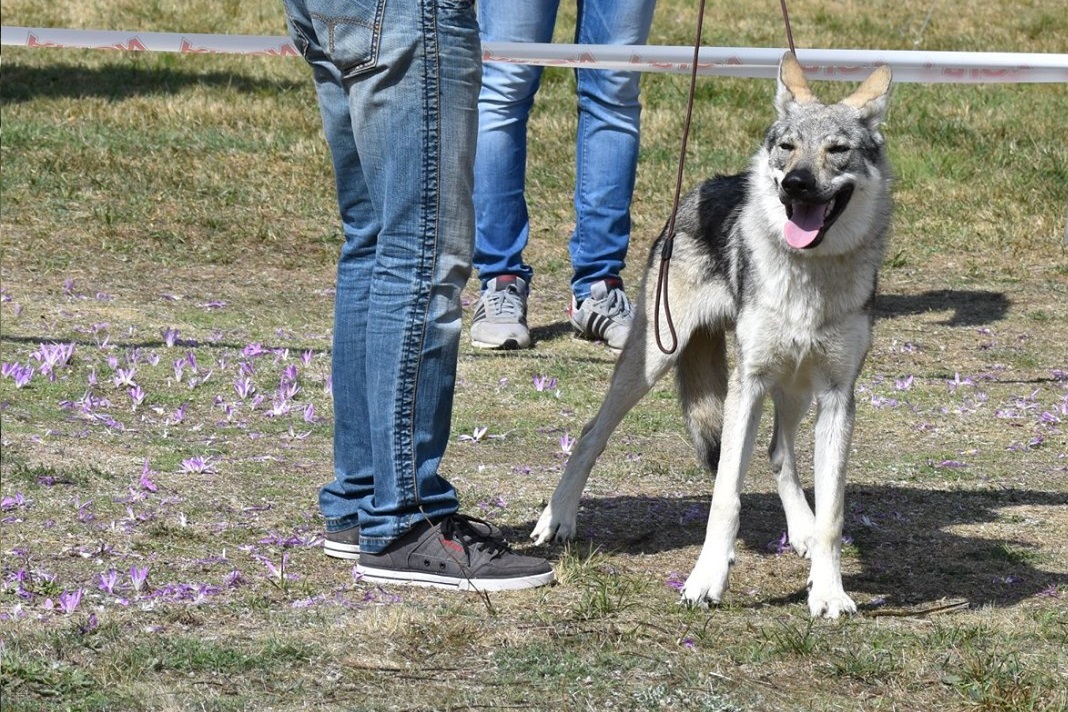 Howl High Fidelity de Campos y Lobos	