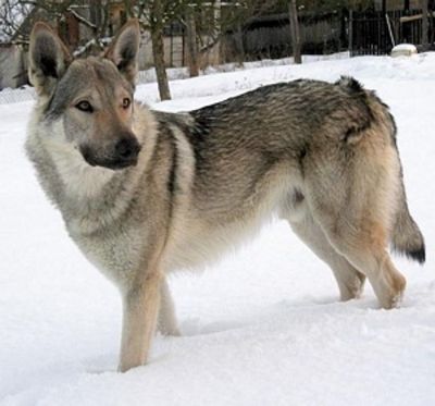 Ares Stín vlka