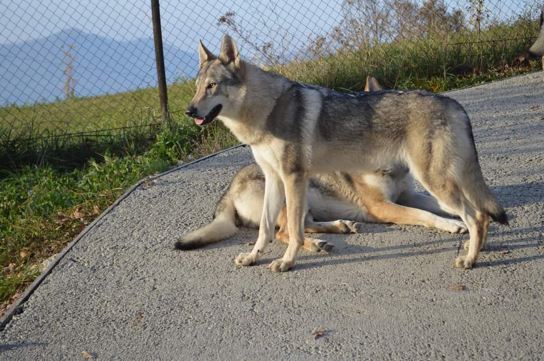 VALHALLA LUPI SI NASCE