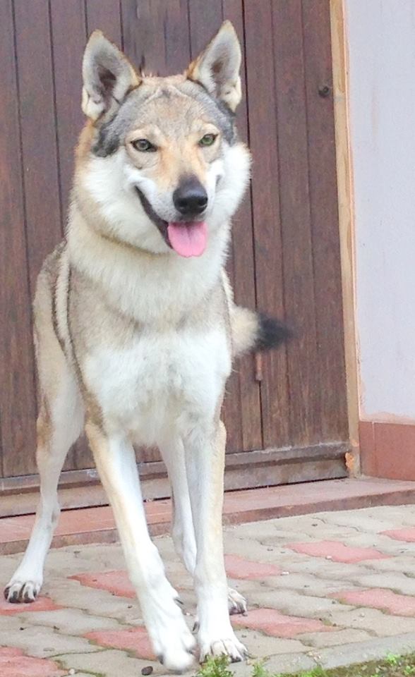 Crying Wolf Raya