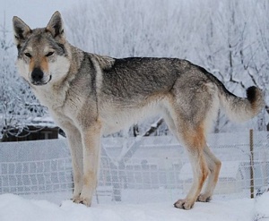 Delfi von der Wolfsranch