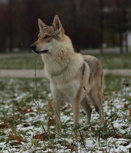 Malahovskiy volkodav Bighana