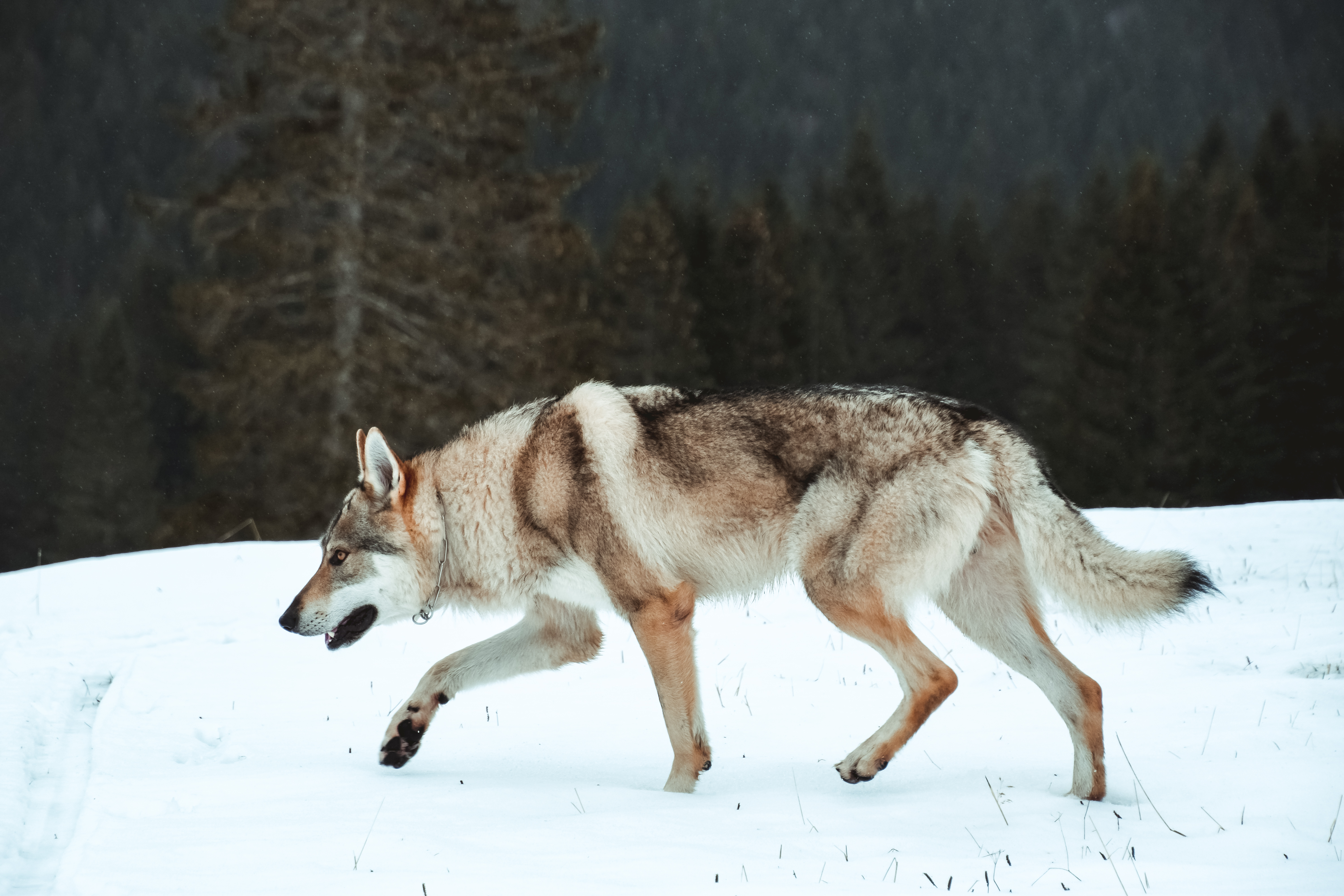 ARES