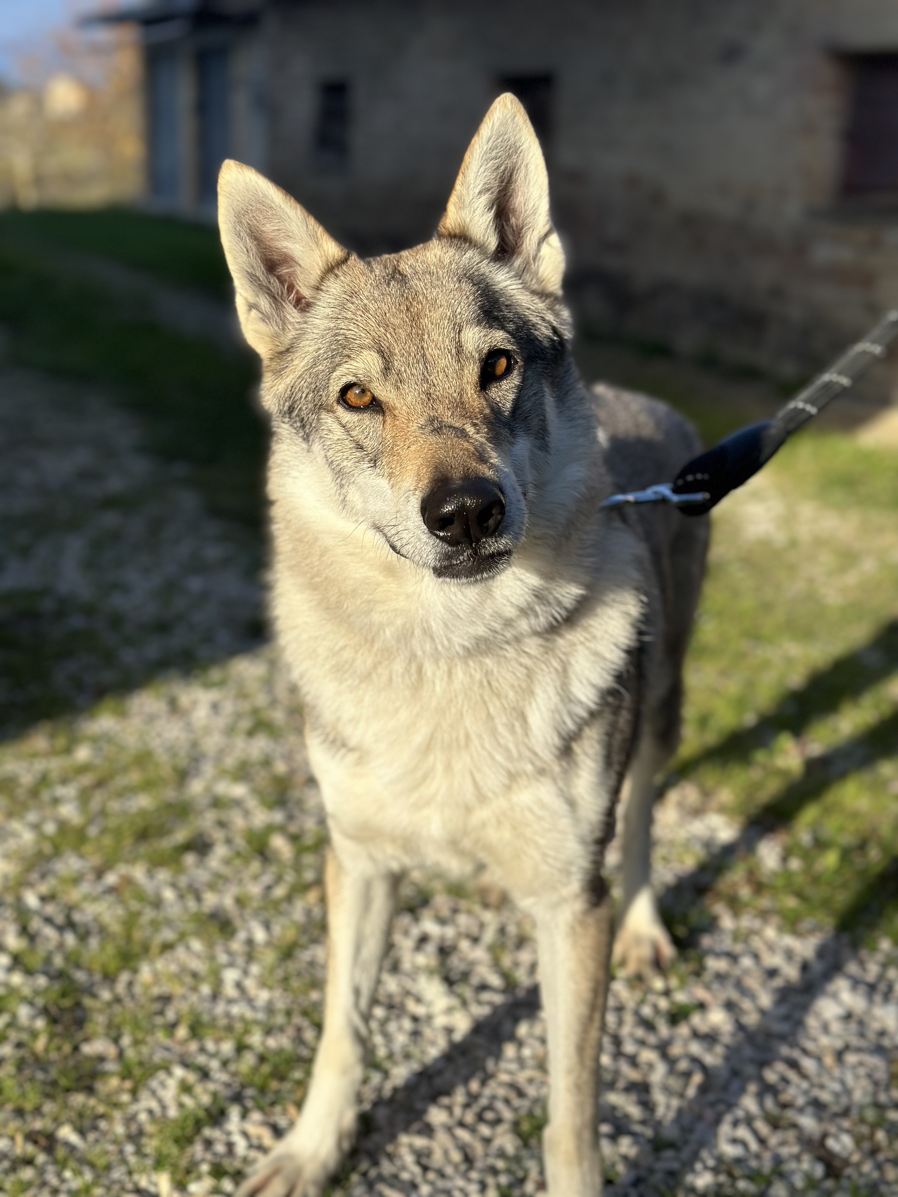 SKYE