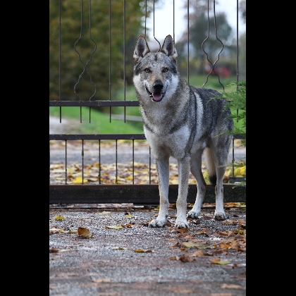 MARRACASH DEI SERLUPI