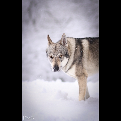 Albireo Echelon Wolf