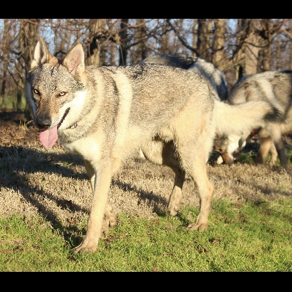LOYAL LUPUS EYDEN VALDEMAR