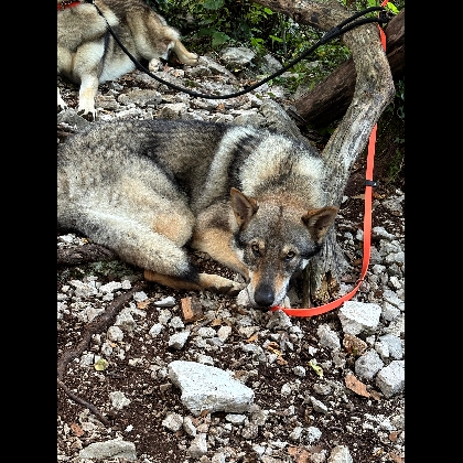 GLOCK PACK YELLOW JAG