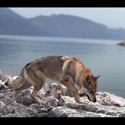 GAMORA LUPI DELLA MURGIA
