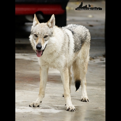 Areine Sangre de Lobo