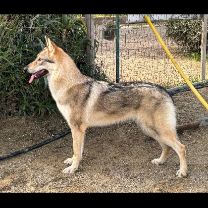 LAYLA LUPI DELLA MURGIA