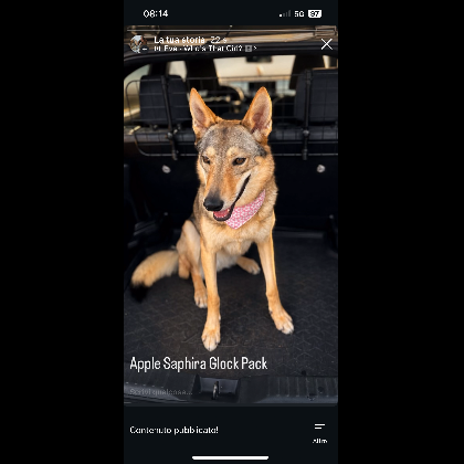 GLOCK PACK APPLE II SAPHIRA