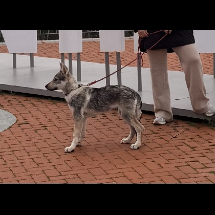 Bella Alpha Wolves Pack
