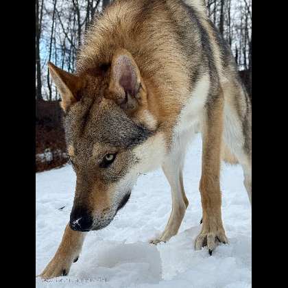 LING LUPI DELLA MURGIA