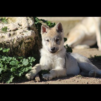 Yukon Lupus Ardor