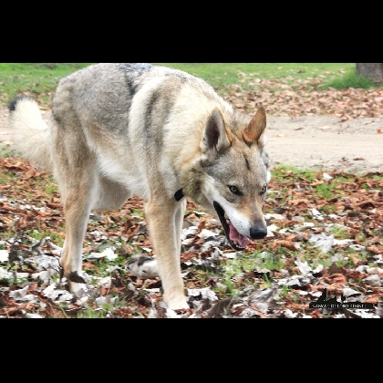 Aurien Sangre de Lobo