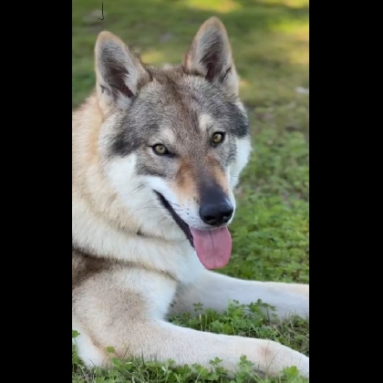 HASHIRAMA LUPI DELLA MURGIA