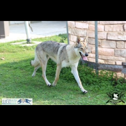 GLOCK PACK  QURTNEY LOVE