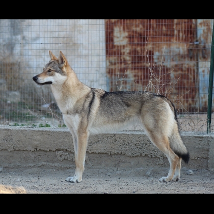 GOSSIP LUPI DELLA MURGIA