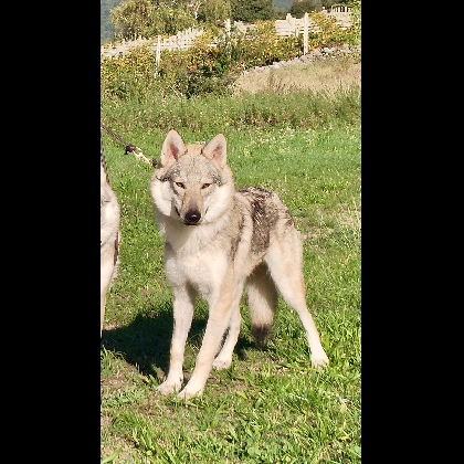 LICANTROPIA LUPI DEL BALDO
