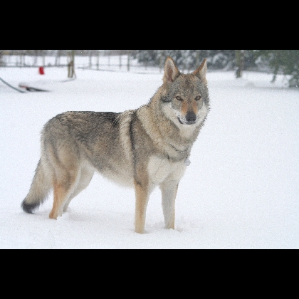 Mumm Folco Des Loups