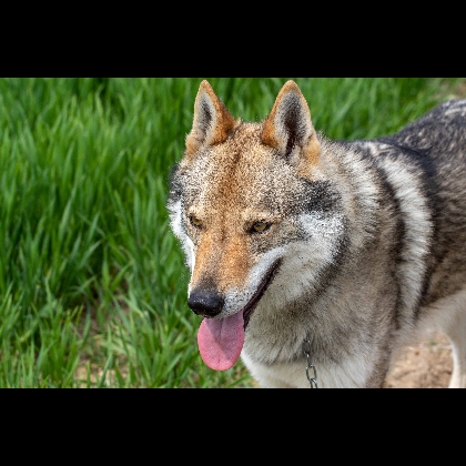 GLOCK PACK QUEBEK DUMBAR