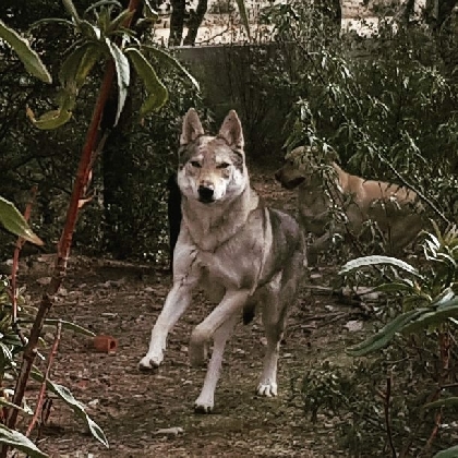 Laska de La Gretosa