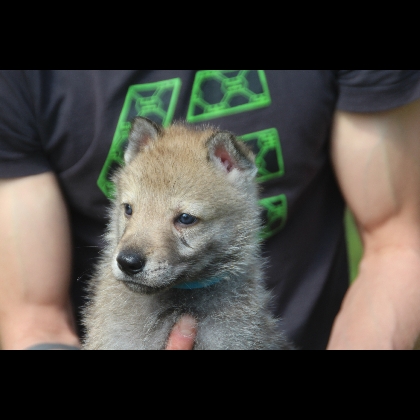 GLOCK PACK BAMBOCLAT II BARK