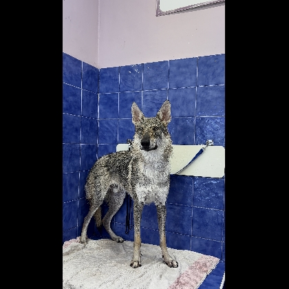 CAOSCALMO LUPI DEL BASILEUS