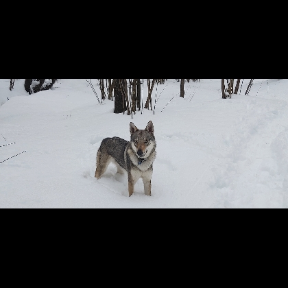 PANIGALE DEI SERLUPI