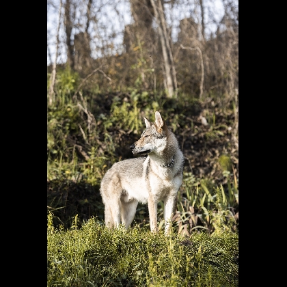 DWAYNE THE ROCK FREKI FREEDOM OF WOLVES